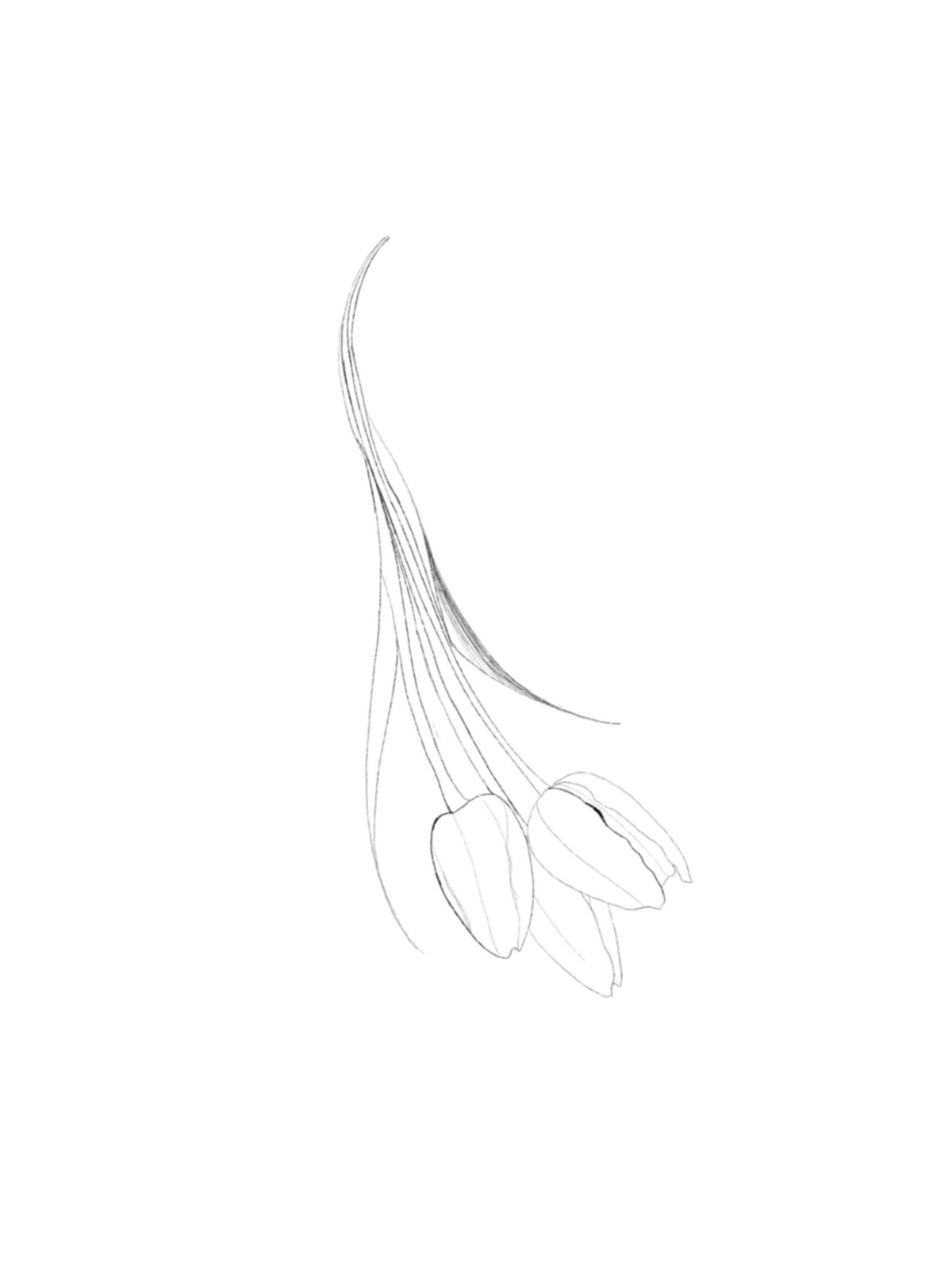 ARCHIVO - Floral 007