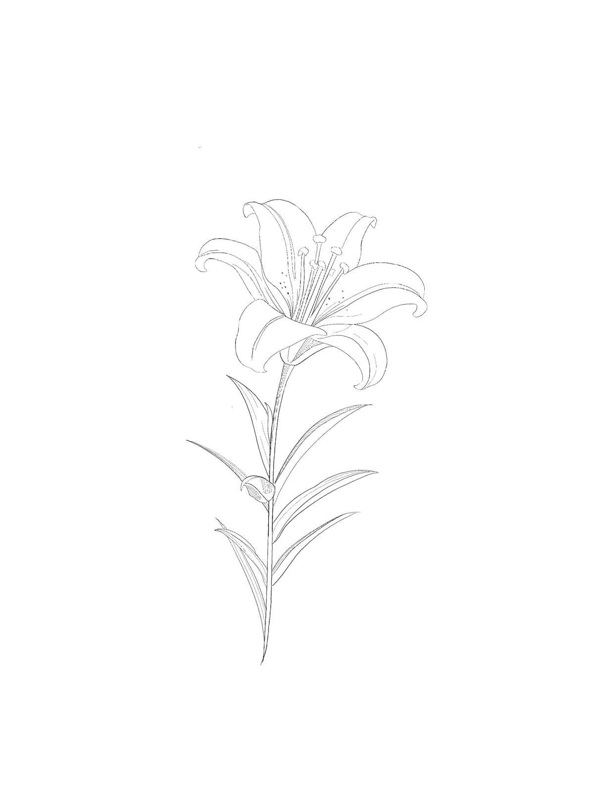 ARCHIVO - Floral 009